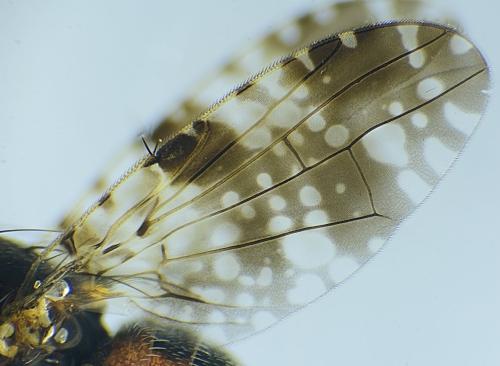 Tephritis vespertina